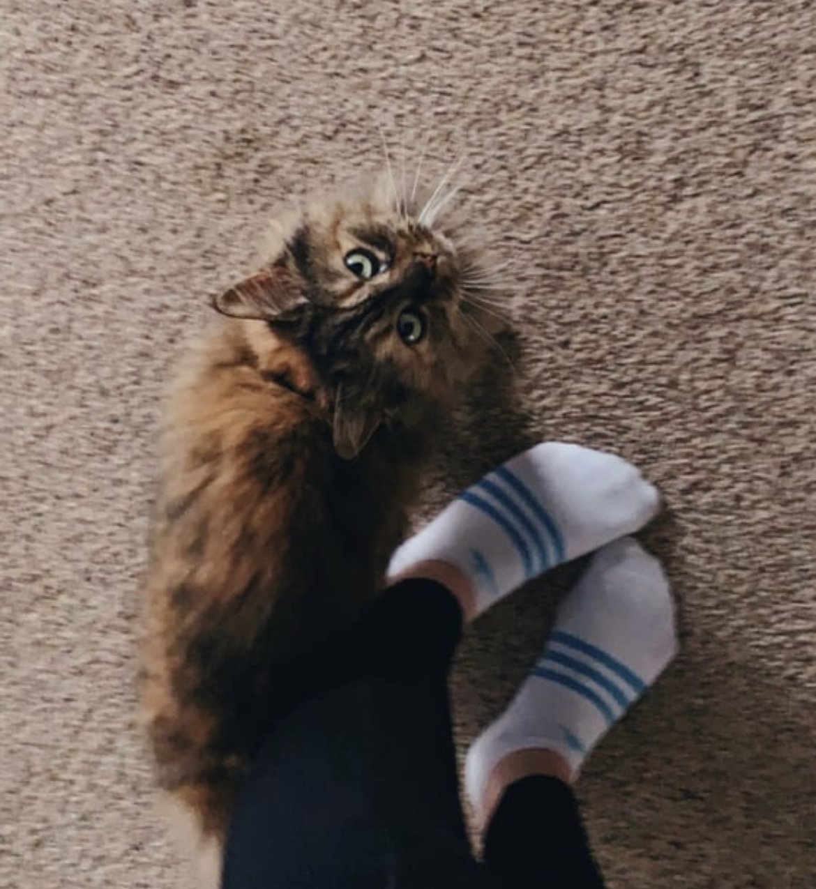 Sock websluts 11 #l3h5Qeoi